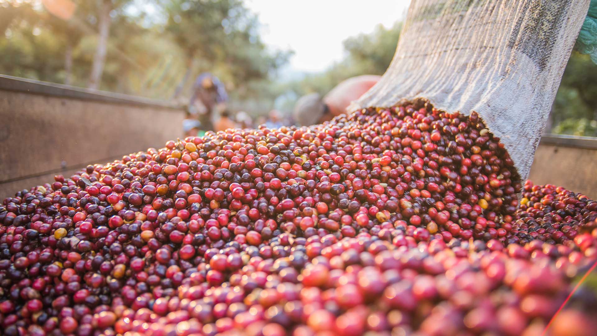COFFEE FRUIT FUN FACTS