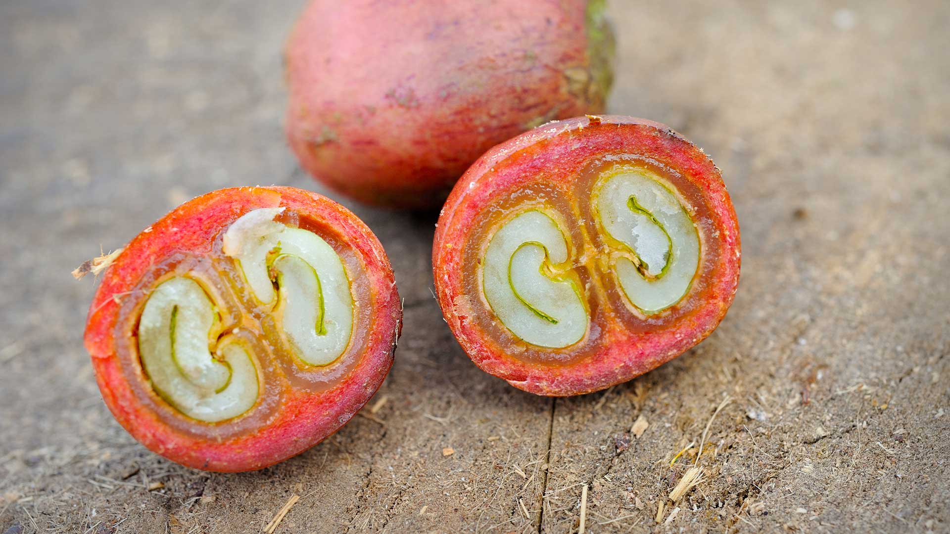 GET SMART ON THE BRAIN-BOOSTING POWERS OF CASCARA