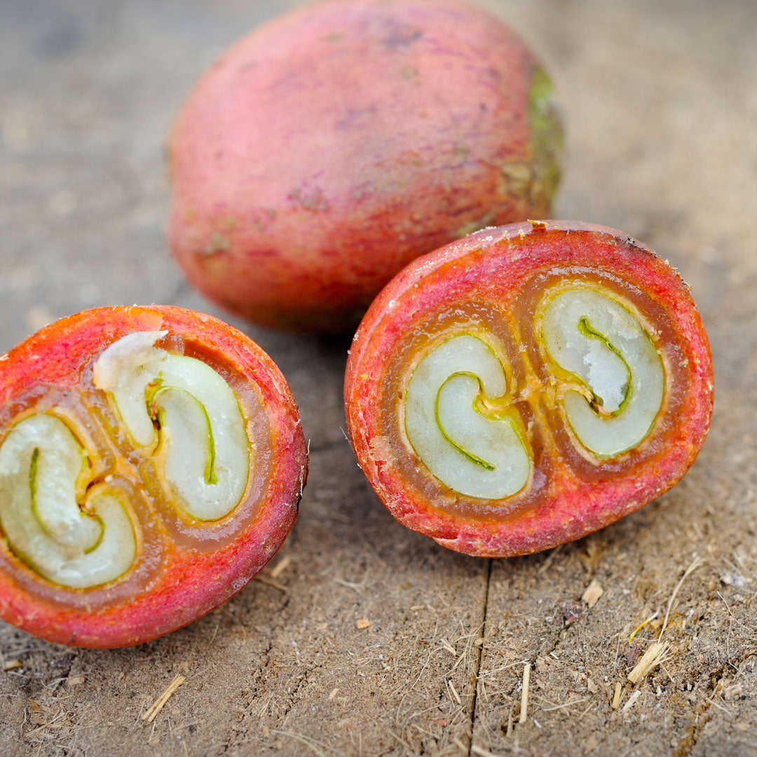 CASCARA – UP TO GOOD